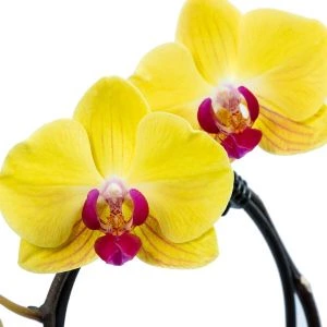 Orchidee Geel | ↕ 65cm | Ø 12cm