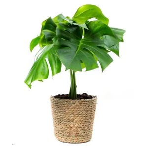 Gatenplant Monstera (incl. mand)