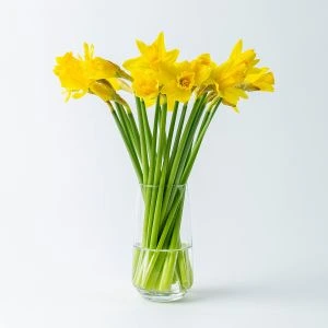 Narcissen (20st)