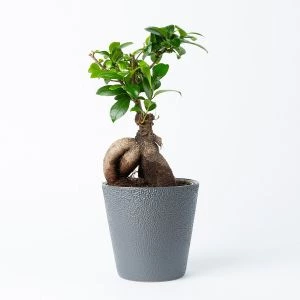Bonsaiboompje (Ficus Ginseng)