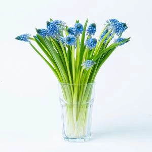 Brievenbus Blauwe Druifjes