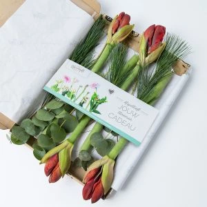 Amaryllis brievenbus boeket per post