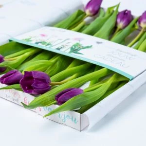 Paarse brievenbus tulpen