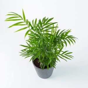Mexicaanse Dwergpalm