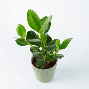Varkensboom Clusia Rosea bovenaf