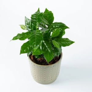 Koffieplantje | Coffea Arabica