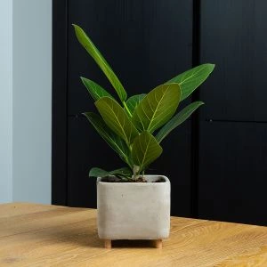 Ficus Audrey in vierkante Egna pot sfeerfoto