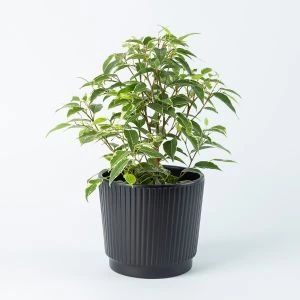 Ficus Benjamina (treurvijg) inclusief pot