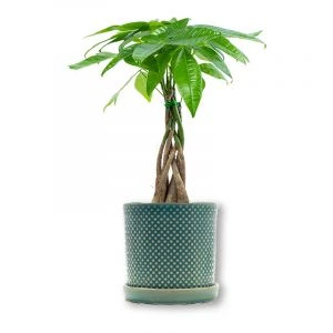 Pachira geldboom in Pot Lauren 