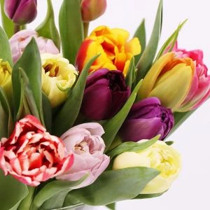 Gemengde Tulpen