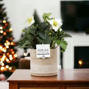 Kerstroos Helleborus Winter