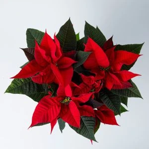 Kerstster Euphorbia | 30cm