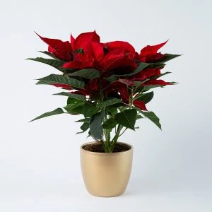 Kerstster Poinsettia in gouden pot