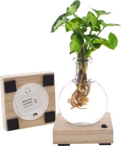 Lichtplantje Syngonium Pixie

