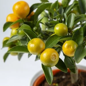 Mini Mandarijnenboompje | 25cm