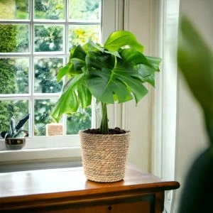 Monstera Gatenplant - KPN
