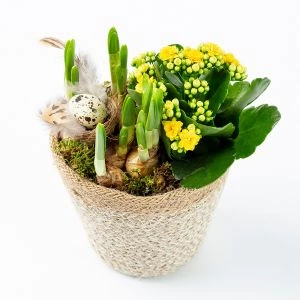 Narcis Creatie in Mand