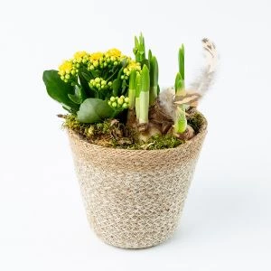 Narcis paascreatie in mand modelfoto