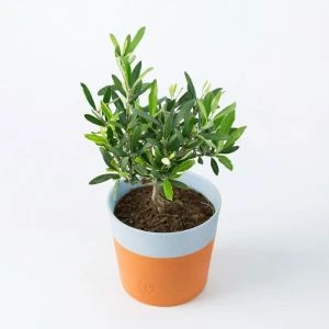 Olijfboompje Olea Europea