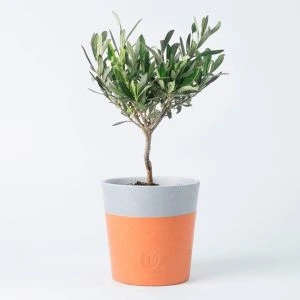 Olijfboompje in terracotta white pot (modelfoto)