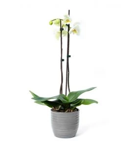 Orchidee Wit in Grijze Pot