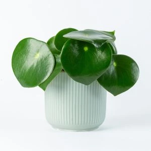Peperomia Raindrop in lichtgroene pot
