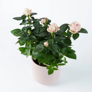 Potroos Pinky | Incl. Pot