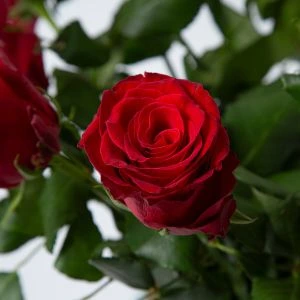 Rode Rozen | Valentijn