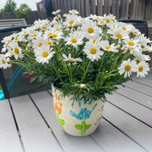 Struikmargriet