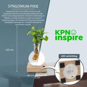 Lichtplantje Pixie - KPN