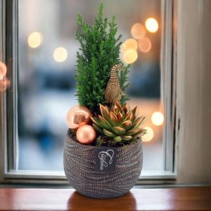 Picea boompje incl. pot - KPN