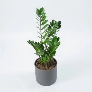 Zamioculcas Zamiifolia bovenaanzicht