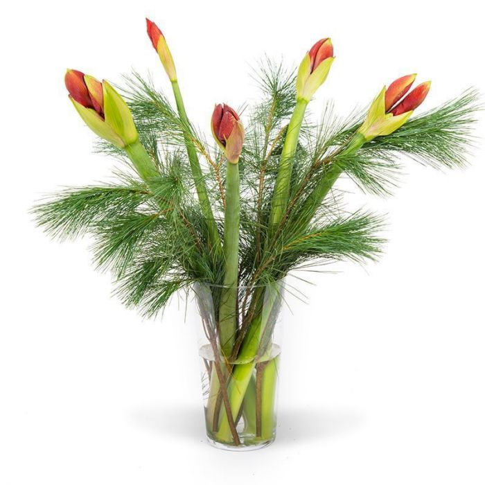 Rond en rond winkel Dictatuur Kerstbloemen bezorgen | Ruim kerstaanbod | Bloomgift