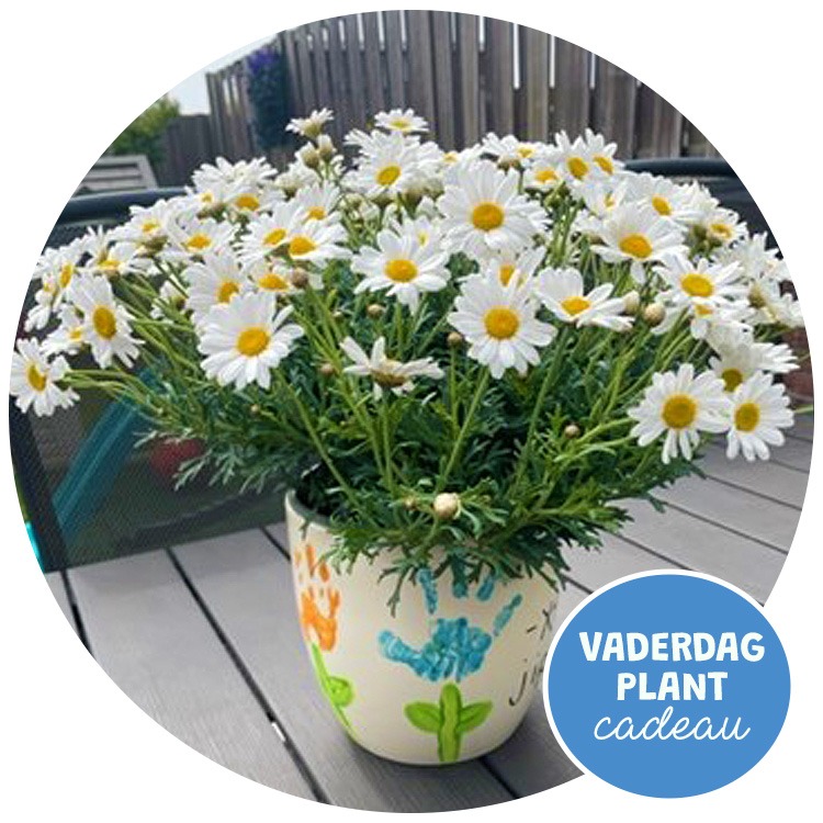 Vaderdag plant cadeau