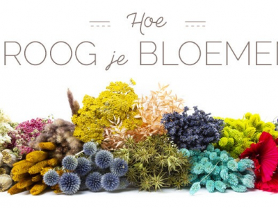 Droogbloemen | Hoe droog en verzorg je ze?