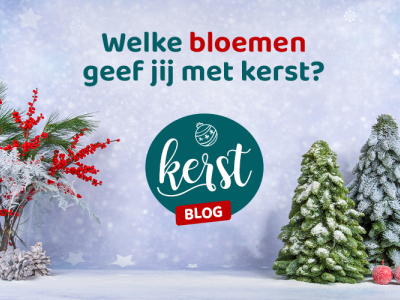 Welke bloemen geef jij cadeau met Kerst?