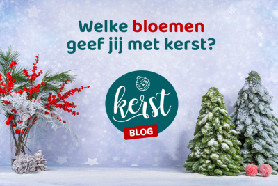 Welke bloemen geef jij cadeau met Kerst?