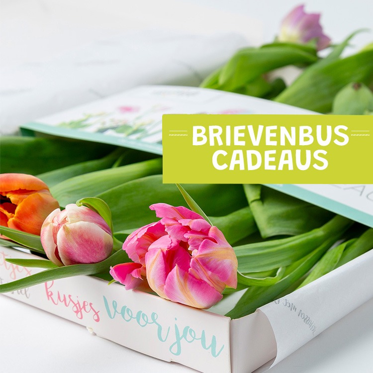 ALLE BRIEVENBUS CADEAUS images