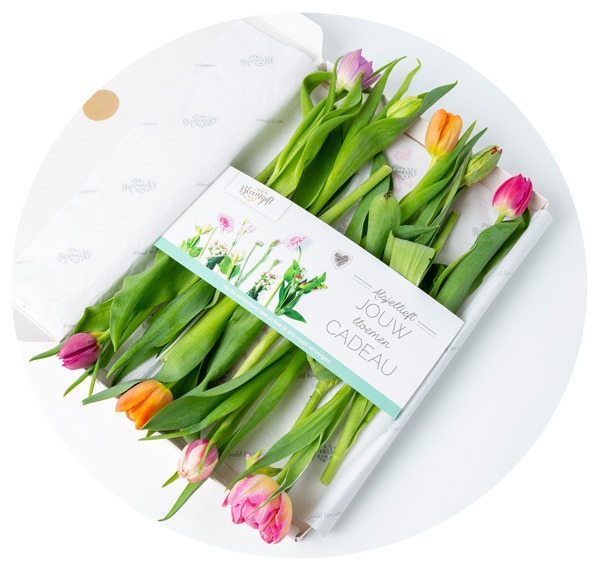 Tulpen images