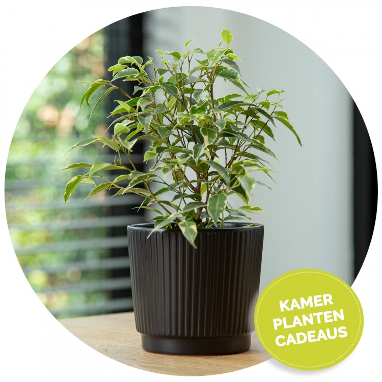 Kamerplanten images