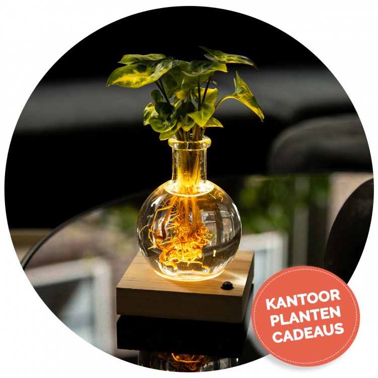 Kantoorplanten images
