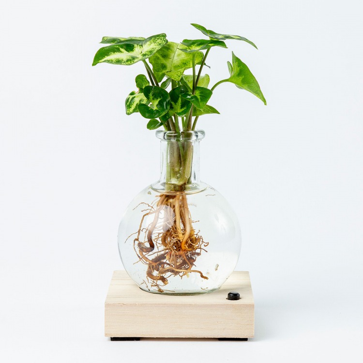 Planten images