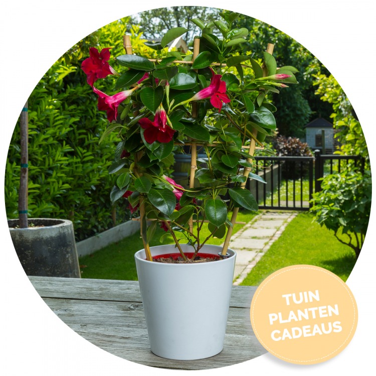 Tuinplanten images
