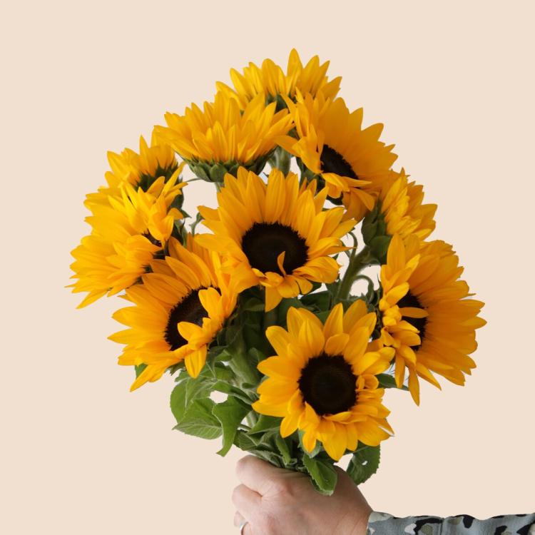 Seizoenknallers images