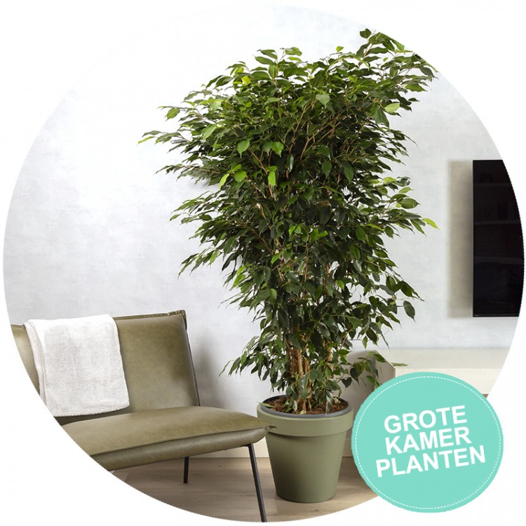 Grote Kamerplanten images