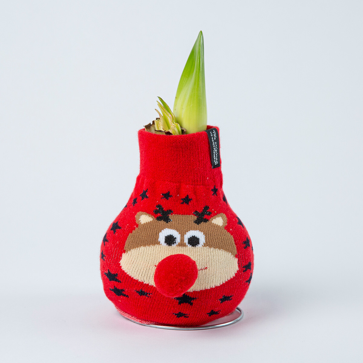 Amaryllis bol Rudolph