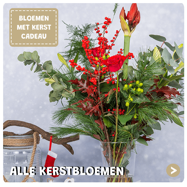 Kerstbloemen kopen