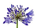 Agapanthus Bluety 8+ bloem pot 24 (2475410OZ) - FloraXchange