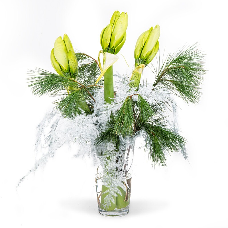 Amaryllis Snowwhite